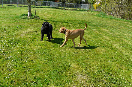 Hundepension und Hundeschule Trapp & Bossert in Neupotz bei Karlsruhe